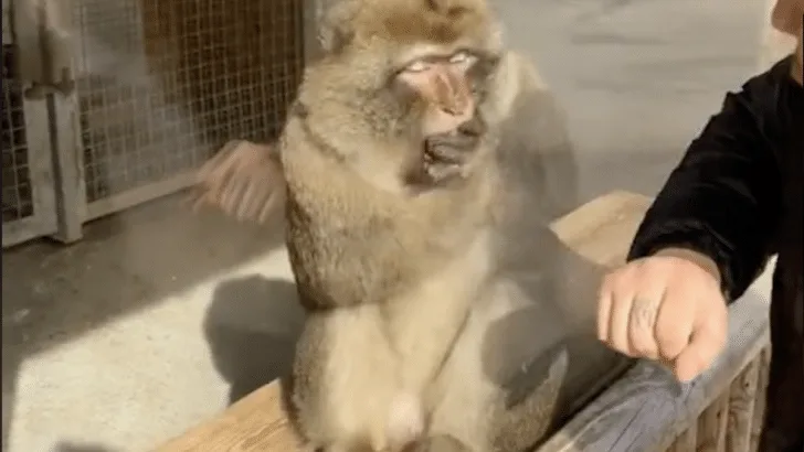 Monkey Reacts To A Magic Trick