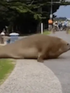 seal walks in park