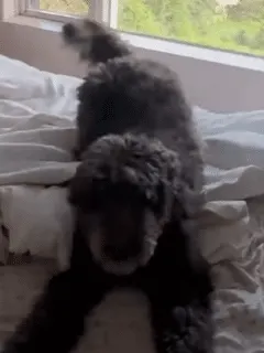 Dog gets excited to take a nap