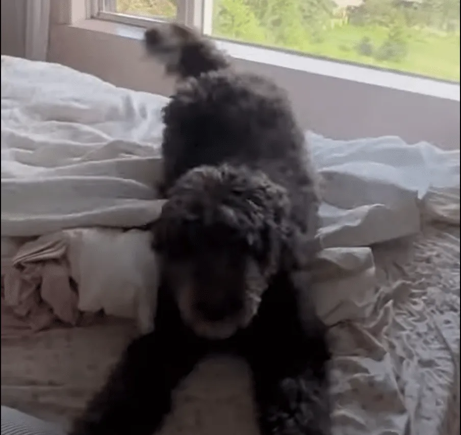 Dog gets excited to take a nap