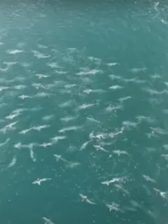 sharks in gulf of mexico