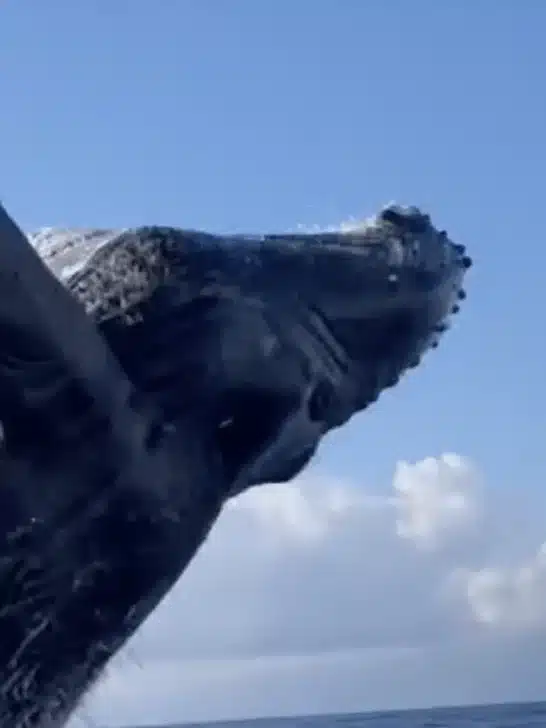 Watch: Massive Whale Breaching Right Next To Boat (110 tons)
