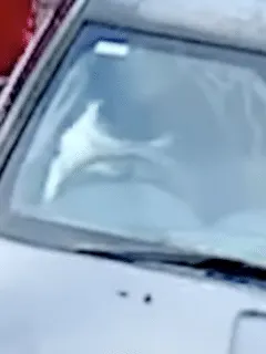 dog crashes car