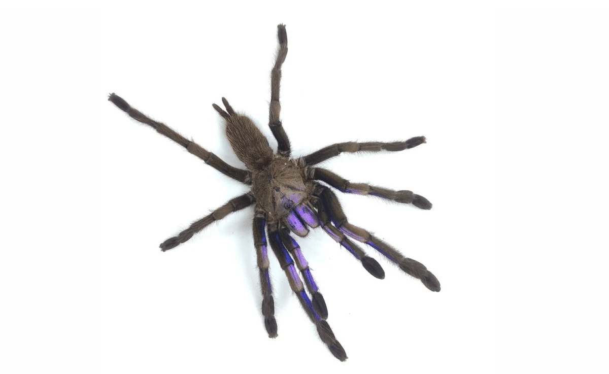 Newly Found Electric Blue Tarantula Species Unearthed in Thailand