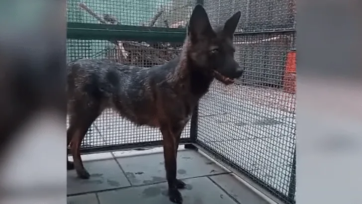 First Known Dog-Fox Hybrid Discovered in Brazil