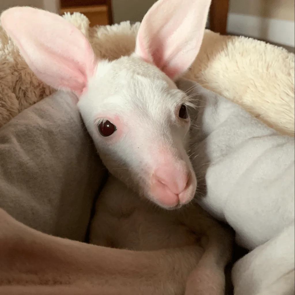 Rare All-White Kangaroo Rescued from Mother's Pouch