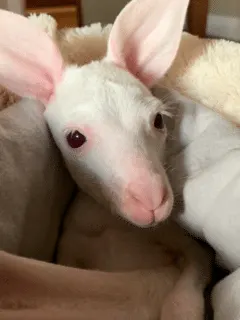 Rare All-White Kangaroo Rescued from Mother's Pouch