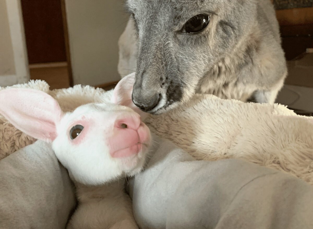 Rare All-White Kangaroo Rescued from Mother's Pouch