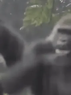 gorillas have drama