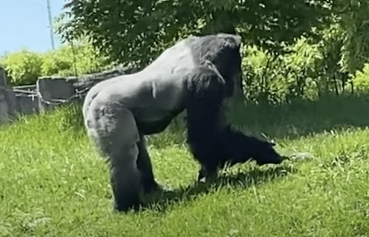 gorilla pets groundhog
