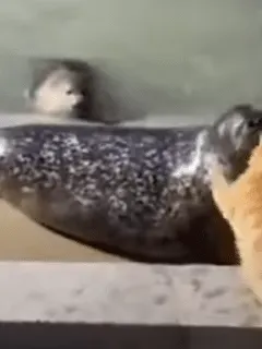 Cat Slaps a Seal