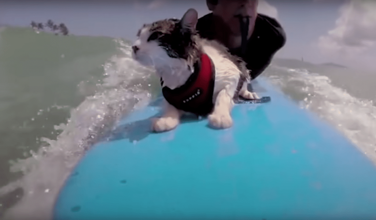 Cat Loves Surfing