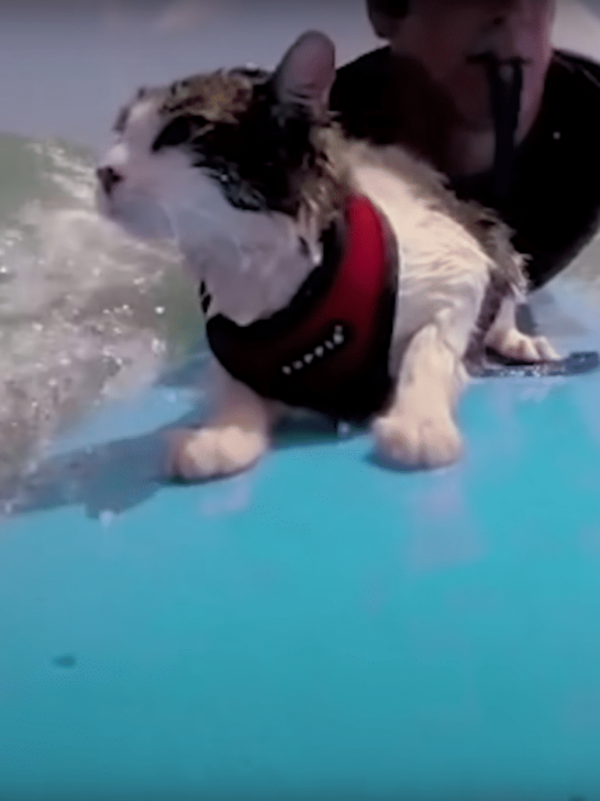 Cat Loves Surfing With His Parents