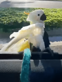 Parrot Loves To Surf
