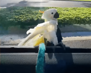 Parrot Loves Catching Waves on His Dad’s Car Window