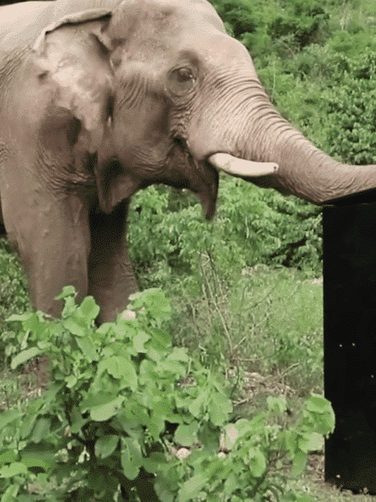 Elephants Ask Rescuer To Play Piano