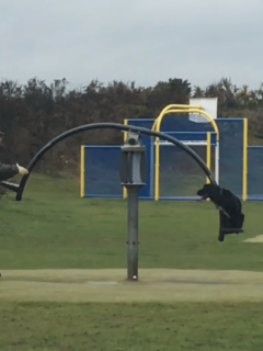 Gentleman Playing With His Dog on Spinning Seesaw