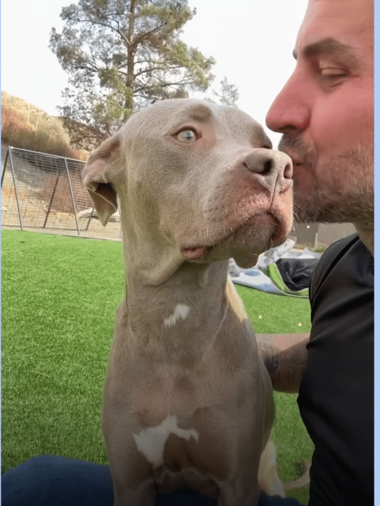 Pit Bull Rescued From Being Chained Its Whole Life Gets A Surprise