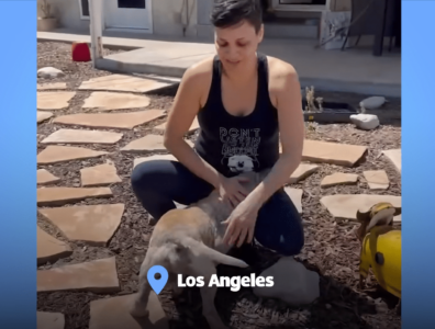 Dog Goes From Neglected to Nurtured In Los Angeles