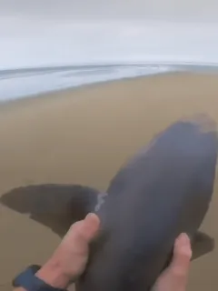 3 Sharks Rescued