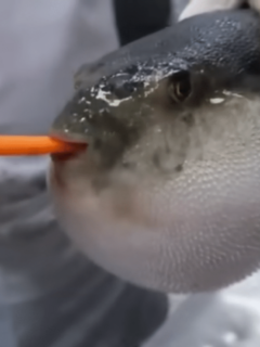 Pufferfish Eating Carrot Becomes Meme