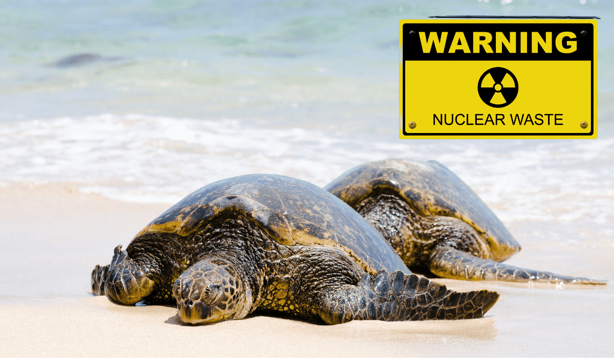 Sea turtle shells hold nuclear waste