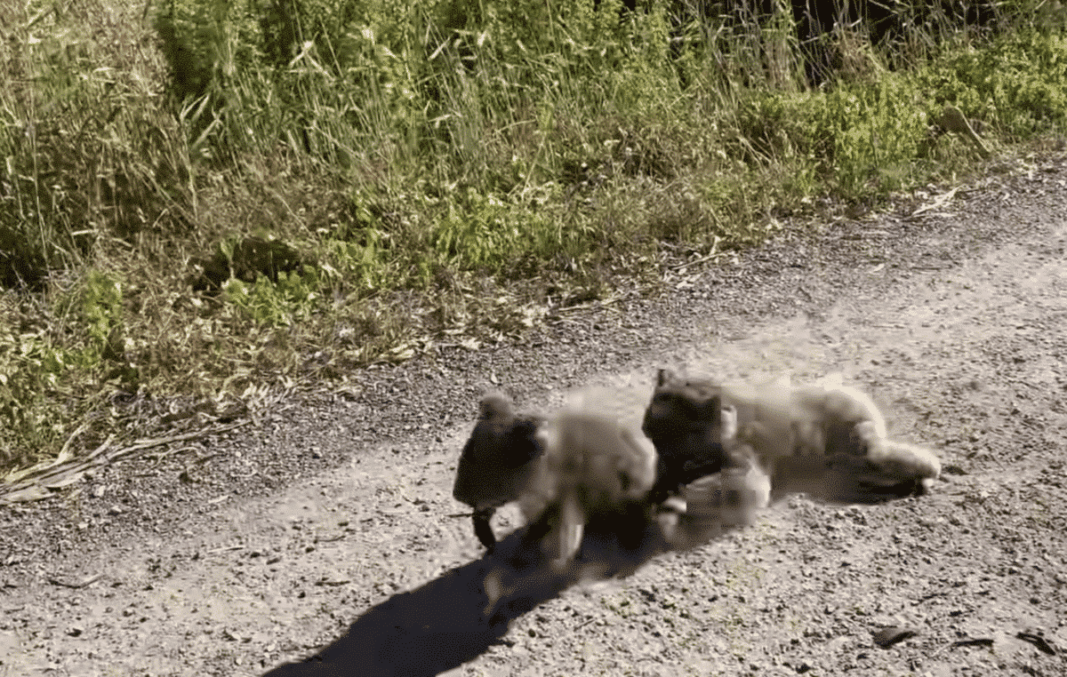 koalas battle for territory
