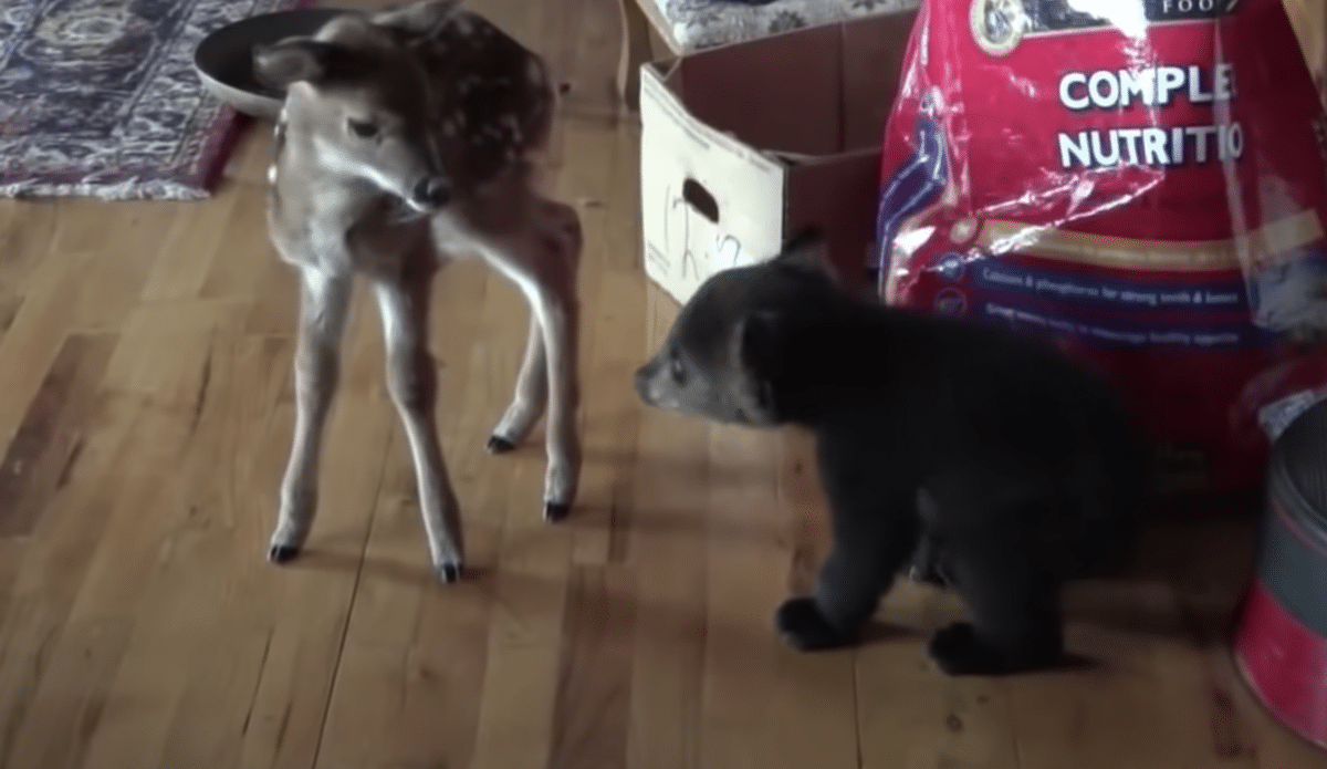 baby bear inspects baby deer