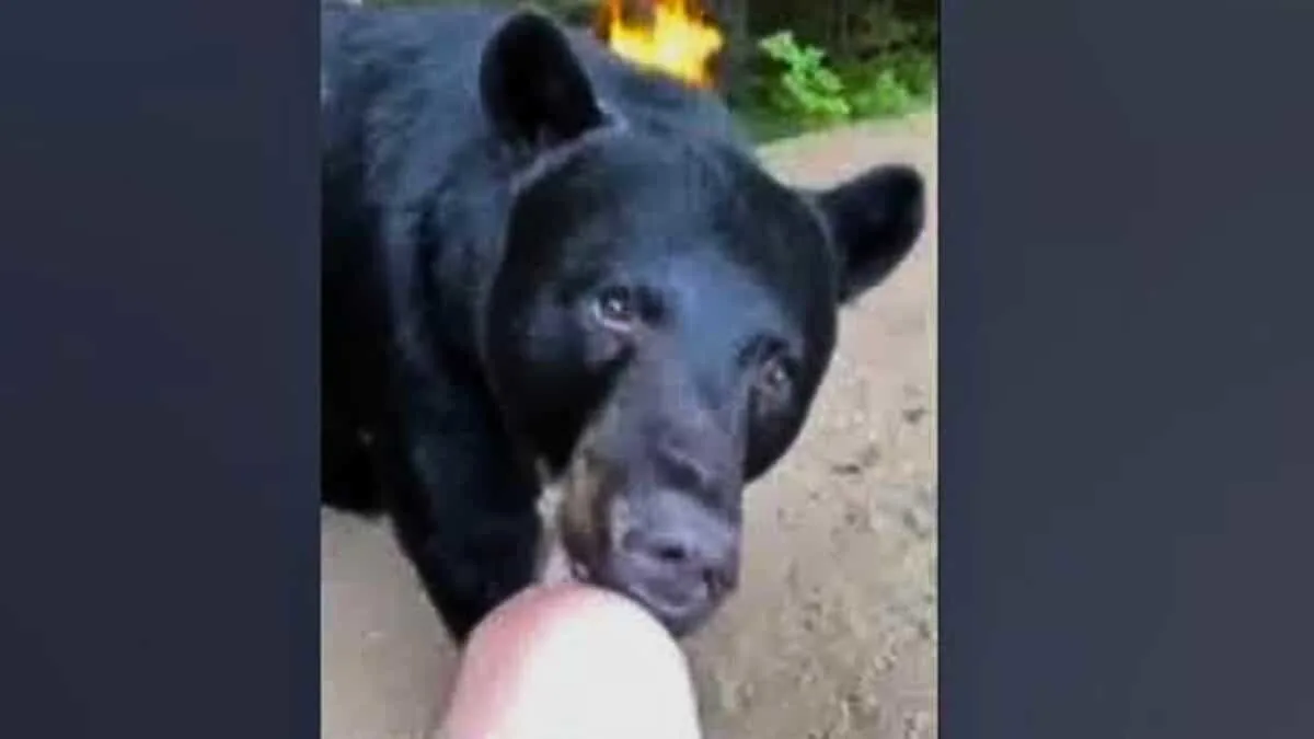 Bear Just Needed a Nibble