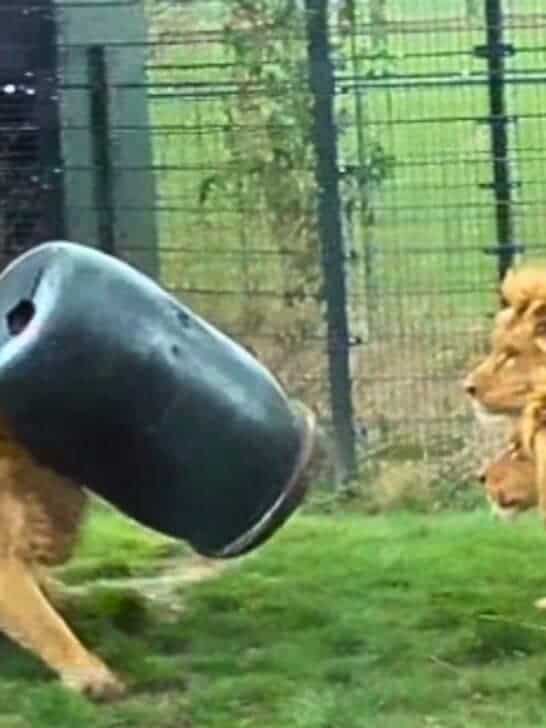 Watch: Lion Gets Stuck with Its Head in a Feeding Barrel