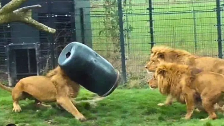 Watch: Lion Gets Stuck with Its Head in a Feeding Barrel