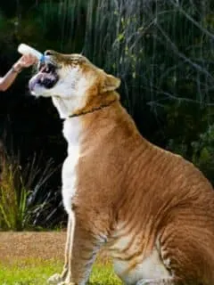 Largest Living Big Cat Ever