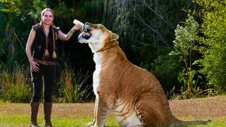 Watch: The Largest Living Big Cat Ever (922 pounds!)