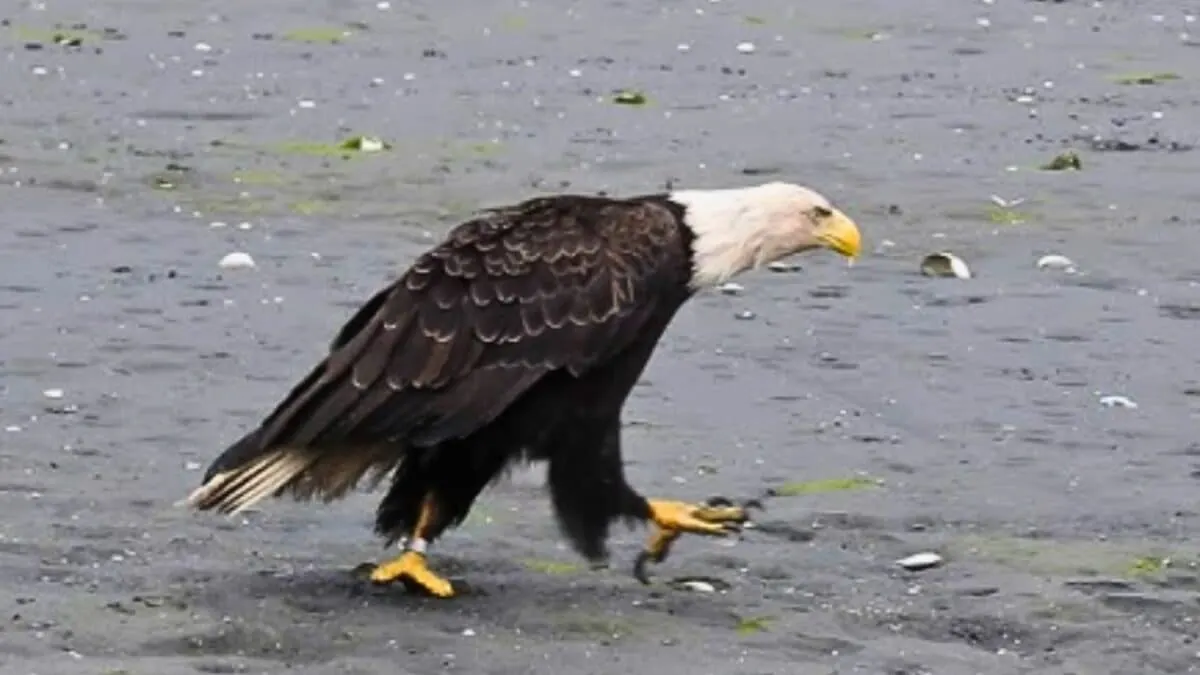 Bald Eagle Walking