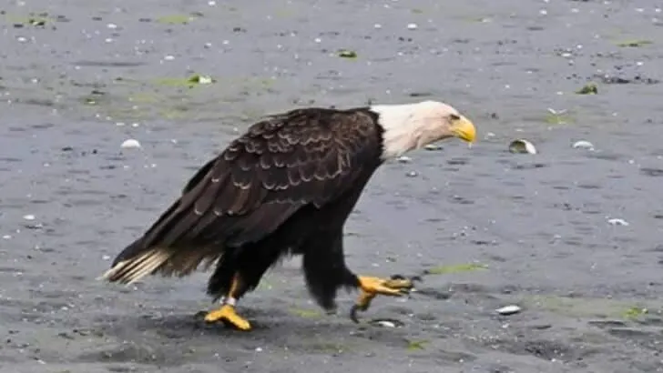 Watch: Bald Eagle Walking