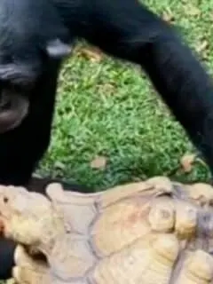 Chimpanzee Shares Apple with Tortoise