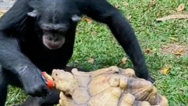 Watch: Chimpanzee Shares Apple with Tortoise