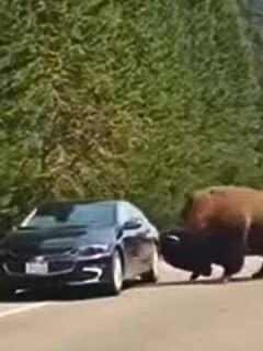 Bison Headbutts Car