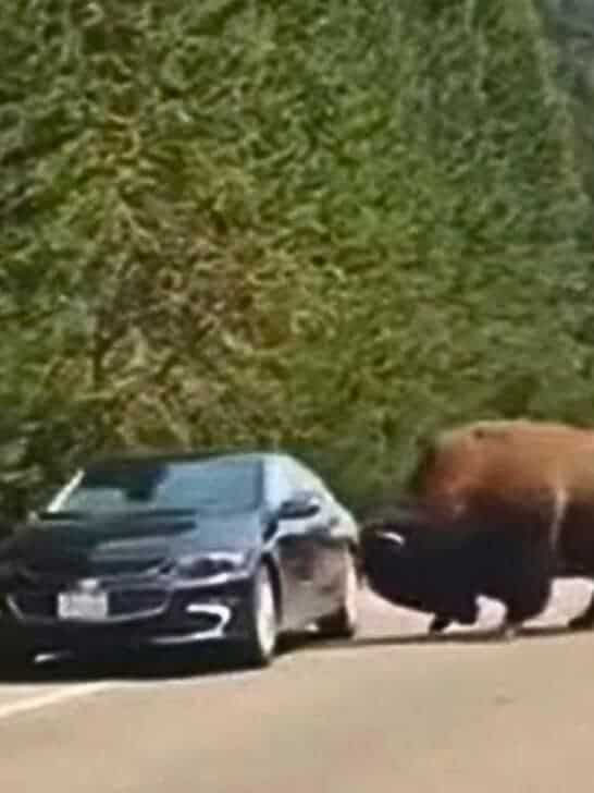 Bison Makes A Run Straight At Tourist’s Car In Yellowstone National Park: “Oh My God”