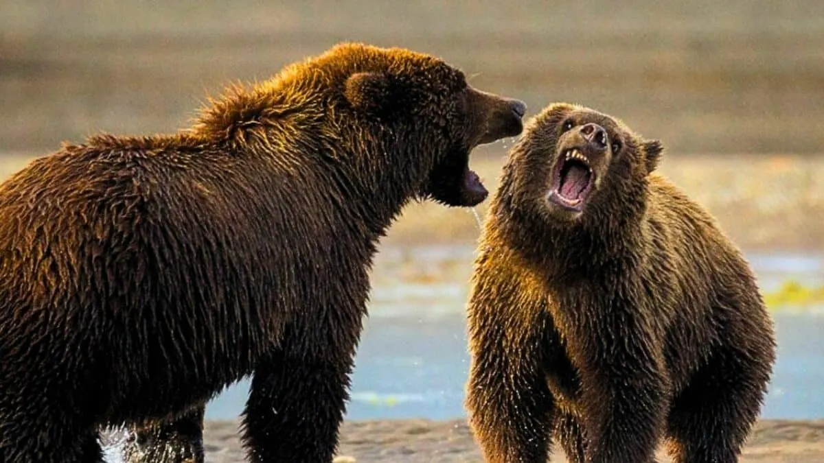 Intense Grizzly Bear Fight