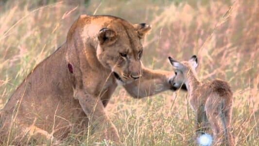 Lioness Protects a Baby Antelope from Predators