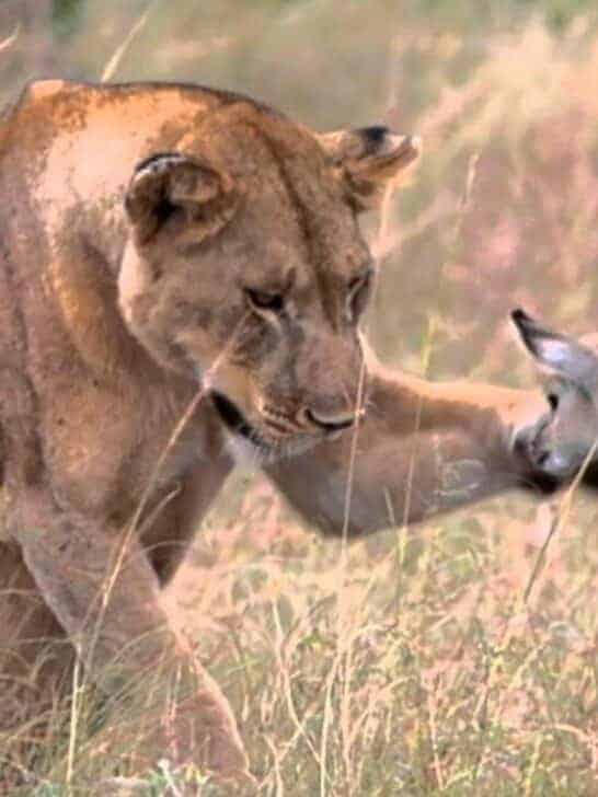 Lioness Protects a Baby Antelope from Predators