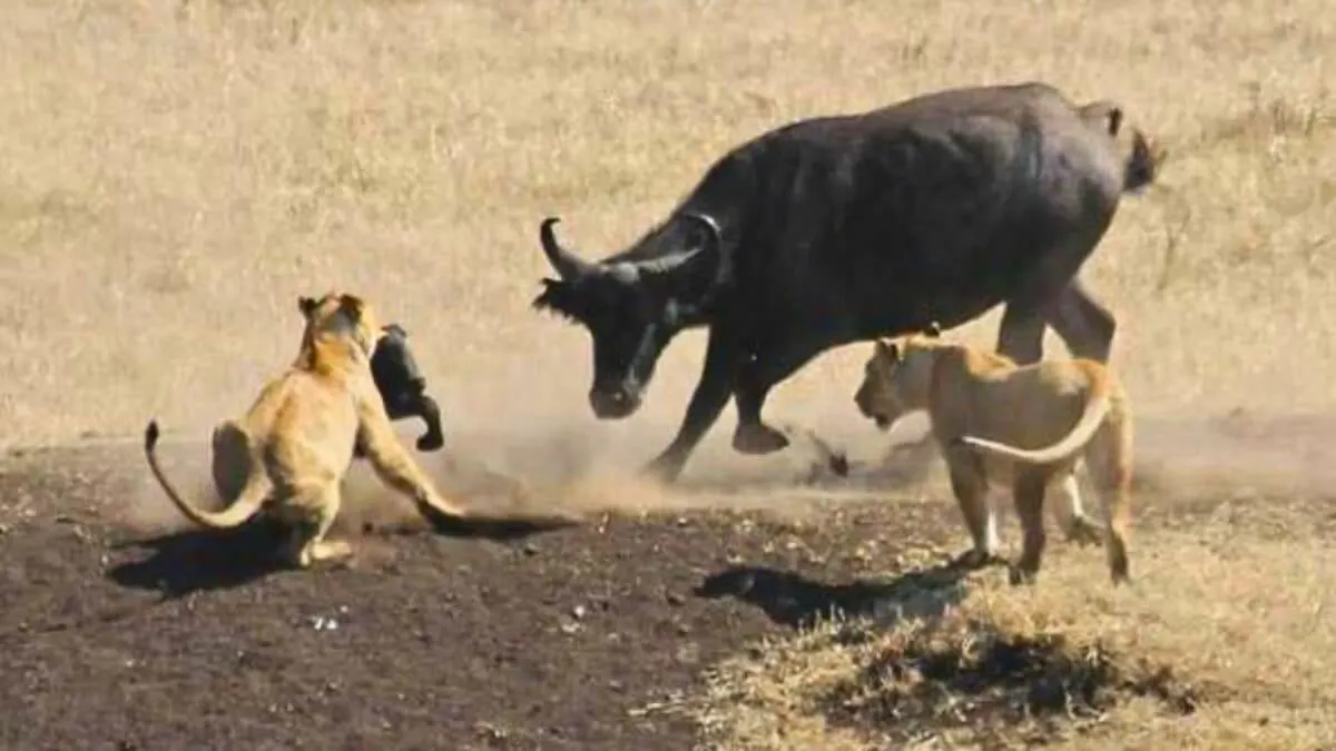 Buffaloes Rescue Baby Elephant from Lions