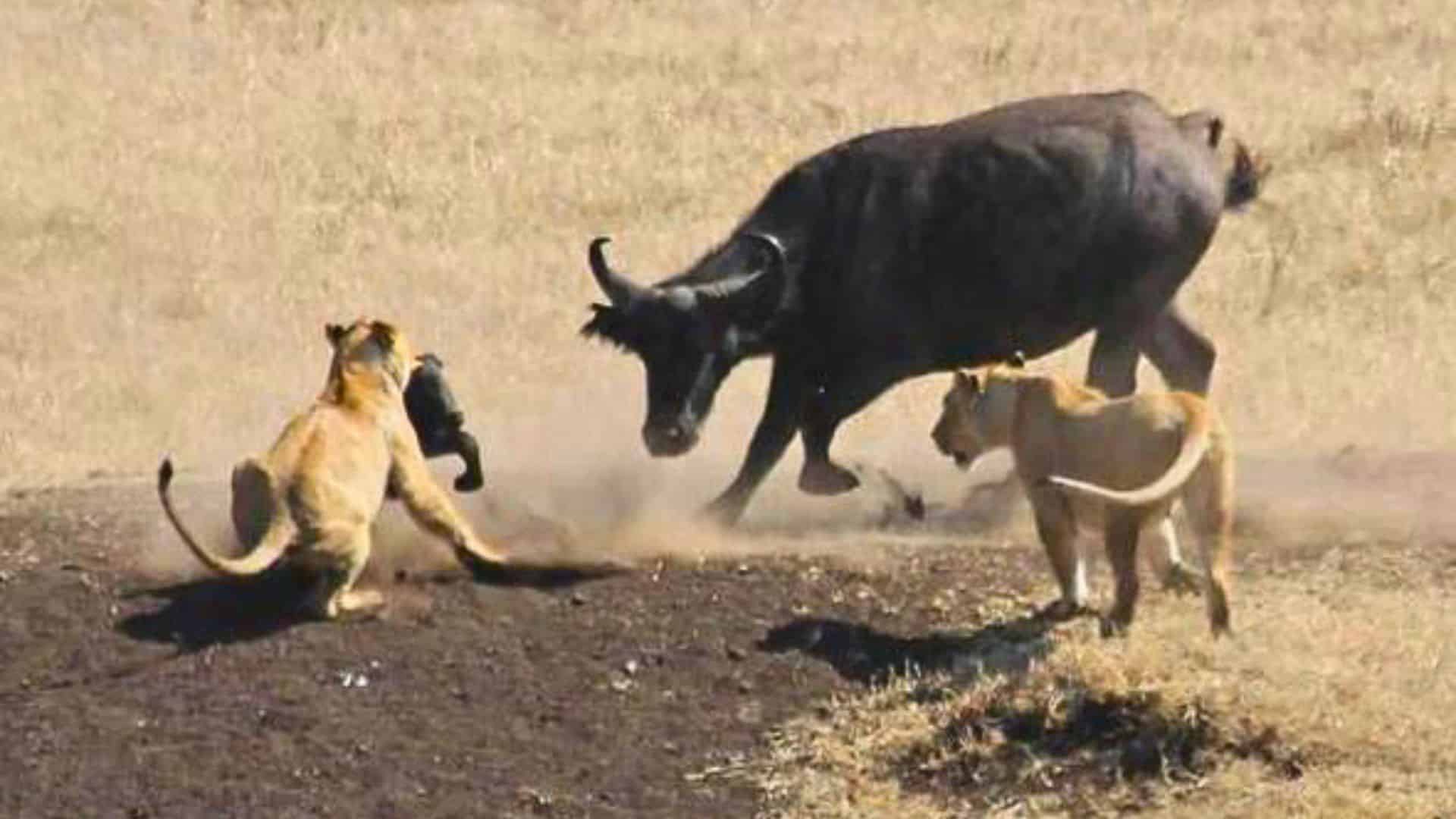 Buffaloes Rescue Baby Elephant from Lions