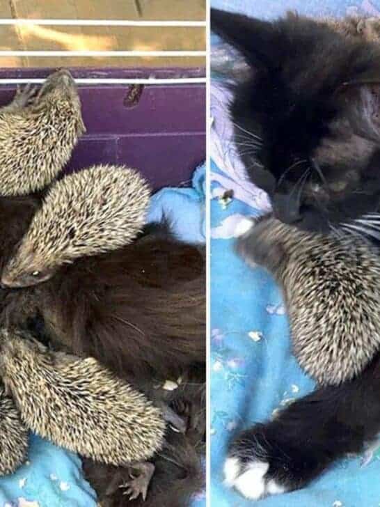 Super Cute: A Cat Feeds 8 Abandoned Hedgehogs