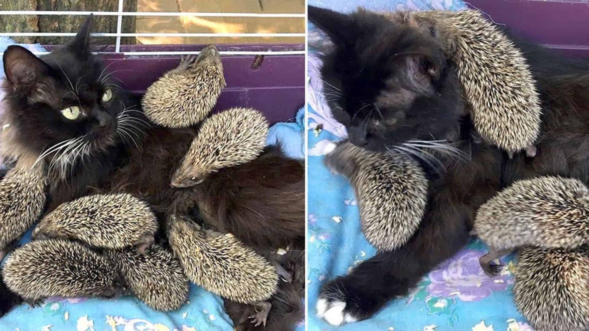 cat feeds 8 abandoned hedgehogs