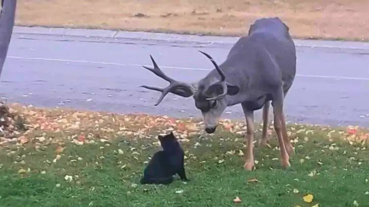 Cat Playing with a Deer
