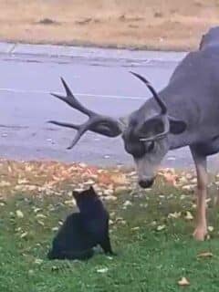 Cat Playing with a Deer