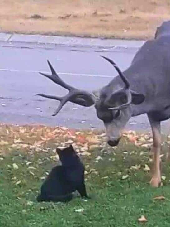Watch: Black Cat Playing with a Wild Deer in Yard