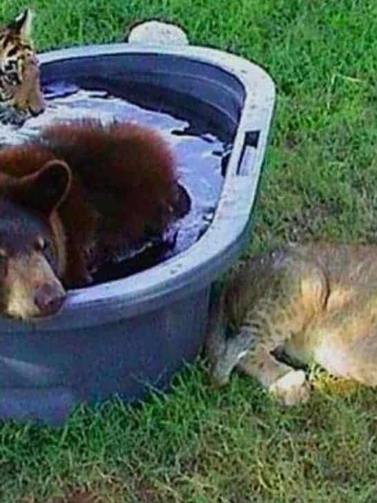 Tiger, Bear, and Lion Live Together As Friends